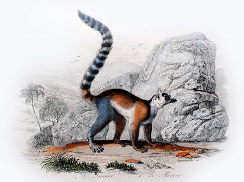 Framed Monkey II Print