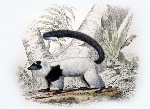 Framed Mammal IV Print