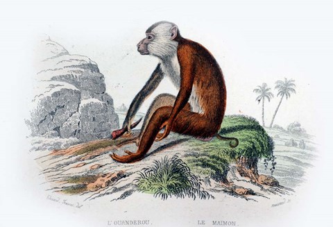 Framed Monkey IV Print