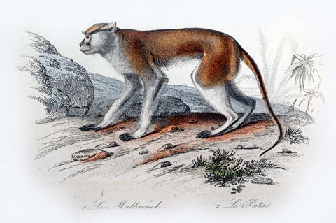 Framed Monkey VIII Print