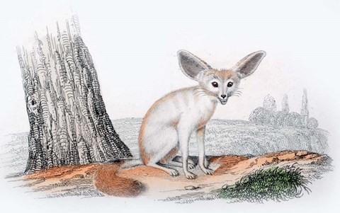 Framed Mammal VI Print