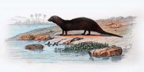 Framed Mammal X Print