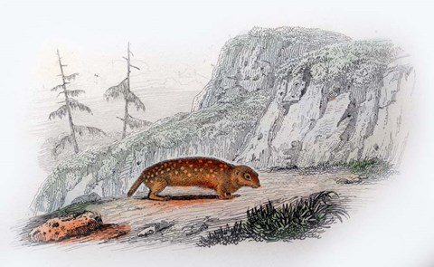 Framed Mammal XI Print