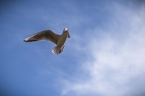 Framed Freedom Print