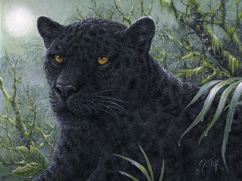 Framed Black Beauty Print