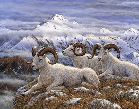 Framed Denali Rams Print