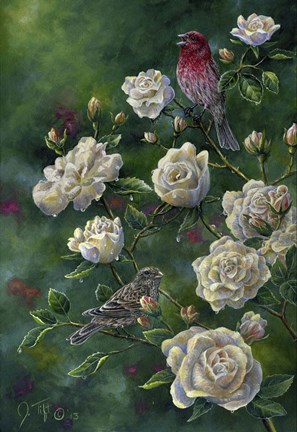 Framed Purple Finch Print