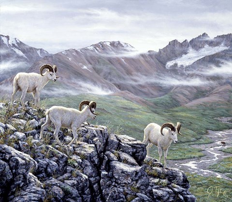 Framed Dall Sheep At Denali Print