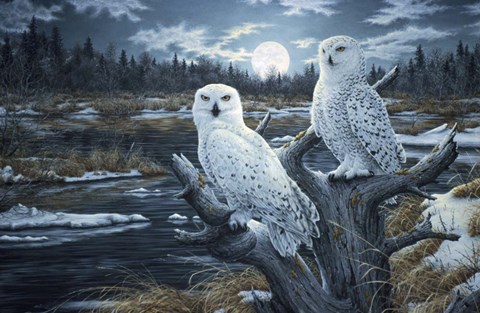 Framed Snowy Owls Print