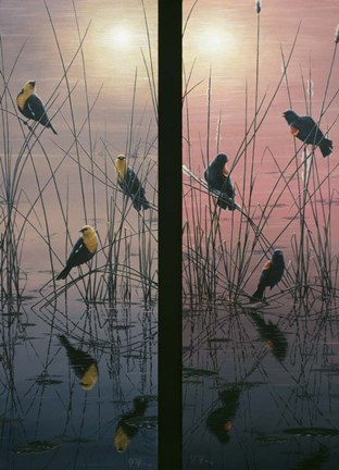 Framed Red Winged &amp; Yellow Headed Blackbirds Print