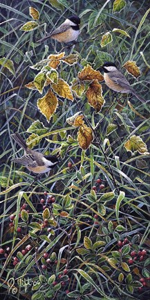 Framed Chickadee 2 Print