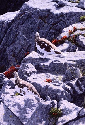 Framed White-Tailed Ptarmigan Print