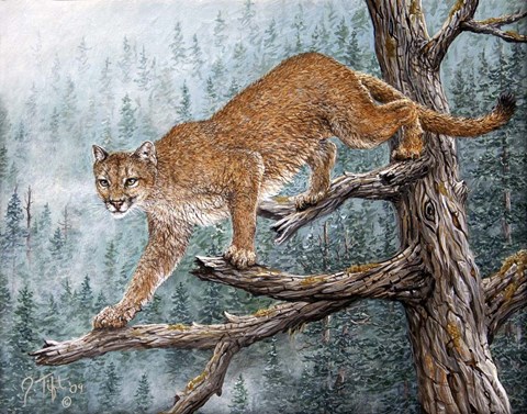 Framed High Climber Print