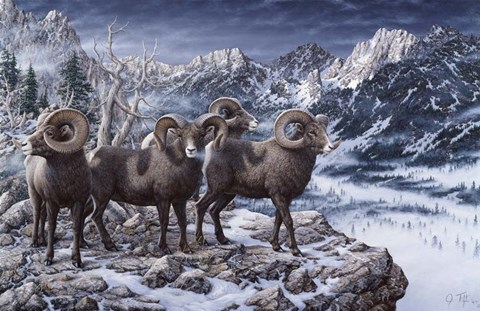 Framed Late Season Big Horns Print