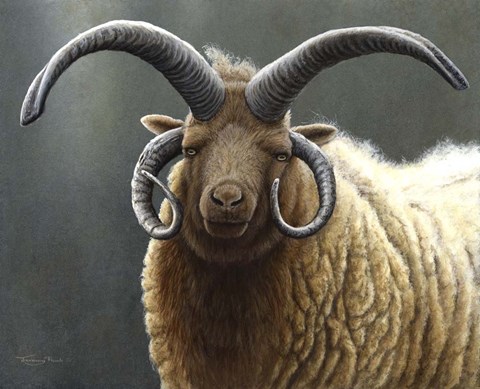 Framed Loaghtan Ram Print
