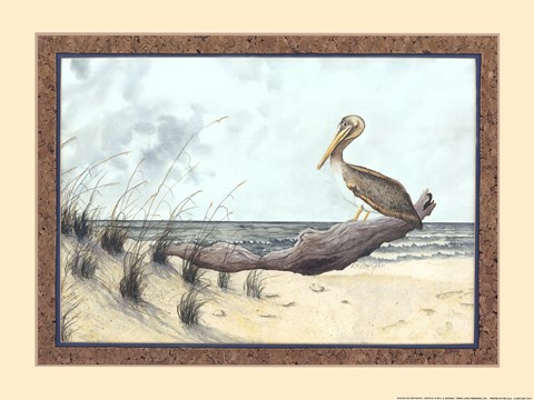 Framed Pelican On Driftwood Print