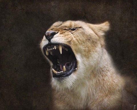 Framed Angry Lioness Portrait Print