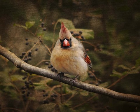 Framed Anticipating Winter Cardinal 1 Print