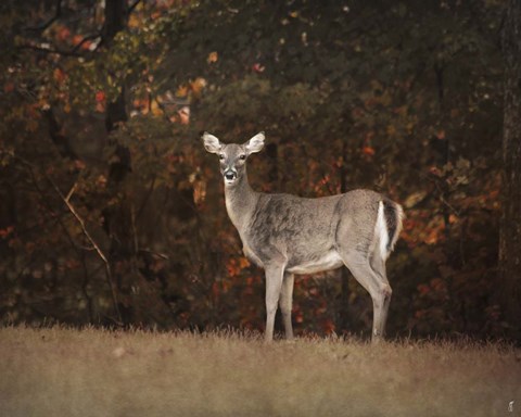 Framed Autumn Doe Print