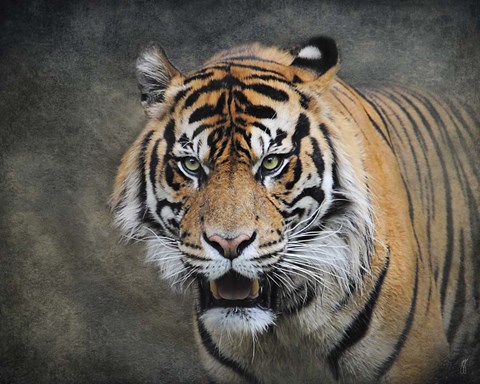 Framed Bengal Tiger Print