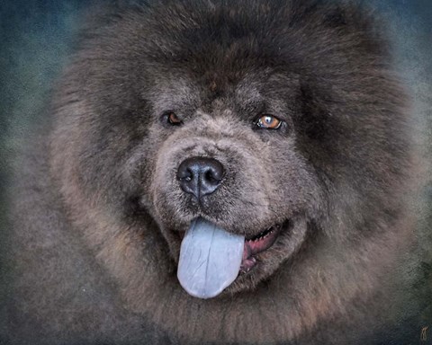 Framed Blue Chow Chow Portrait Print