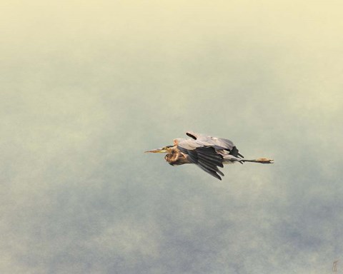 Framed Blue Heron In Flight 2 Print