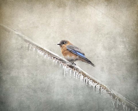 Framed Bluebird Braving The Cold Print
