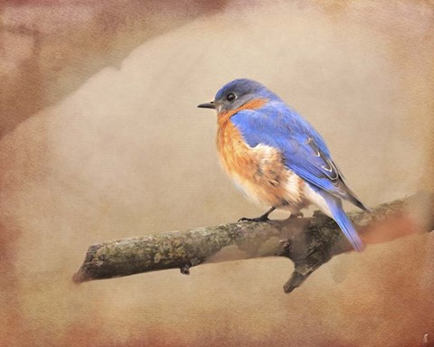 Framed Braving Autumn Bluebird Print