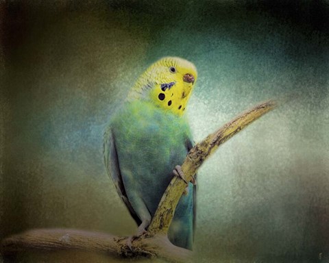 Framed Budgie 1 Print