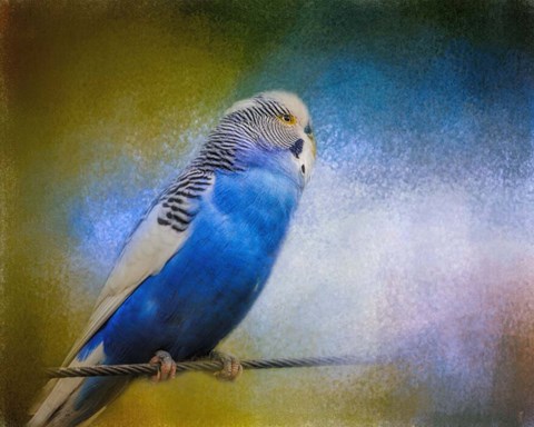 Framed Budgie 2 Print