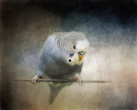 Framed Budgie 3 Print