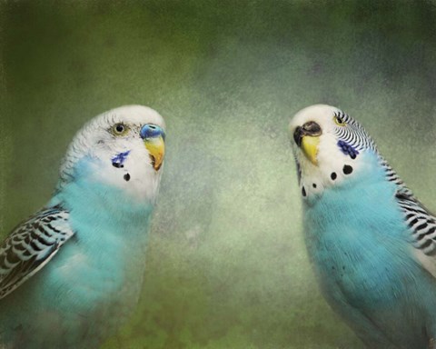 Framed Budgie 4 Print