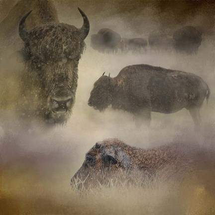 Framed Buffalo Dreams Print