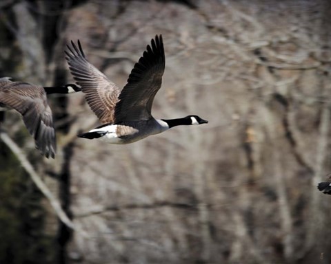 Framed Canadian Goose In Flight 3 Print