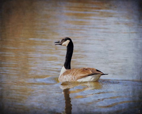 Framed Canadian Goose In The Water Print