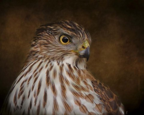 Framed Coopers Hawk Portrait 2 Print
