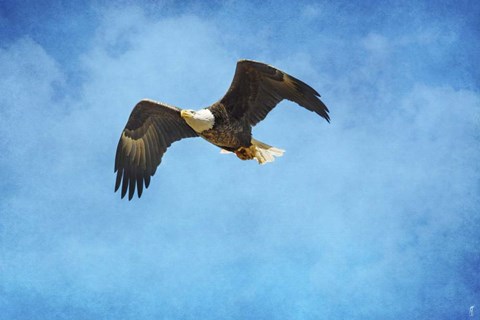 Framed Early Spring Flight Bald Eagle Print