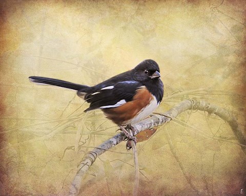 Framed Eastern Towhee Portrait Print