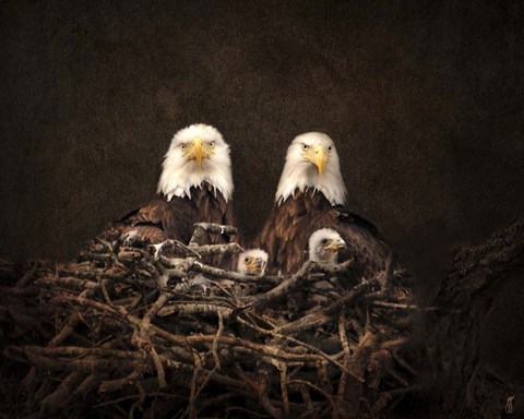 Framed Family Is Forever Bald Eagles Print