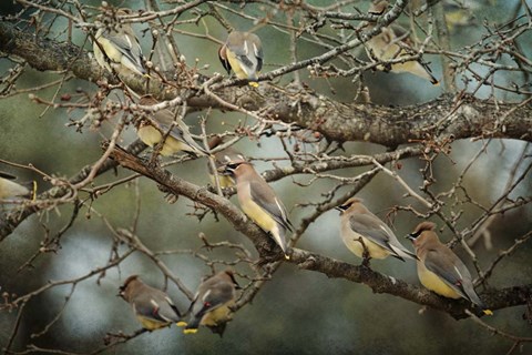 Framed Family Reunion Cedar Wax wings Print