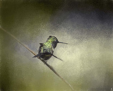 Framed Feeling Frisky Hummingbird Print