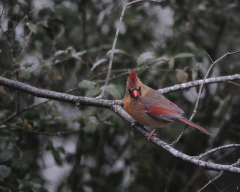 Framed First Day Of Snow Print