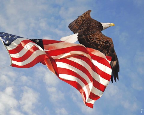 Framed Flight of Freedom Bald Eagle Print