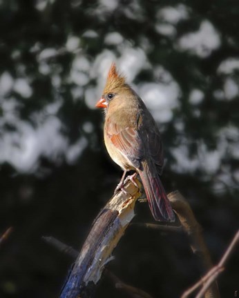 Framed Good Morning Sunshine Print