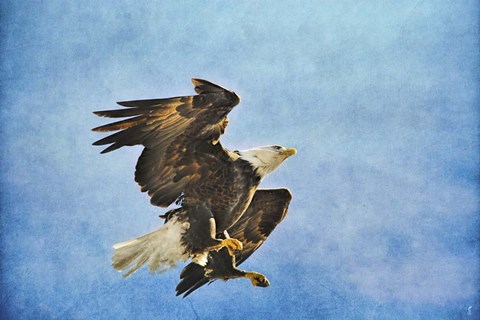 Framed Landing Gear Bald Eagle Print