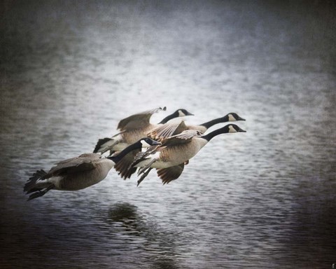 Framed Last Flight Of The Day Print