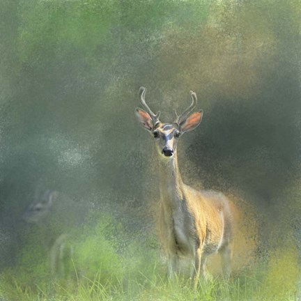 Framed Leader of the Herd White Tailed Buck Print