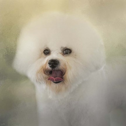 Framed Little Cotton Ball Bichon Frise Print