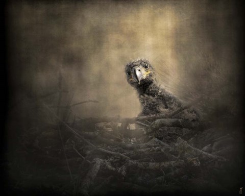 Framed Lone Eaglet In The Nest Print