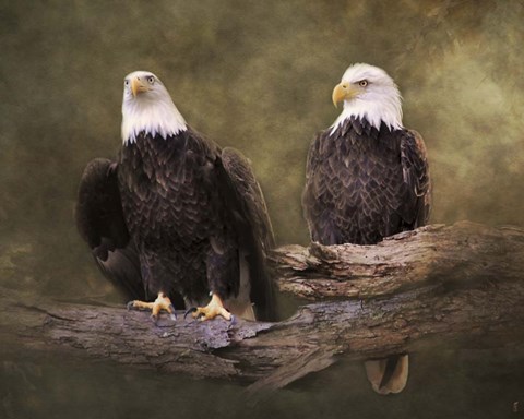Framed Mates Bald Eagle Pair Print